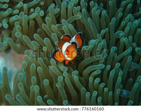 Clownfish or anemonefish are fishes from the subfamily Amphiprioninae in the family Pomacentridae.