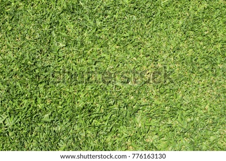 luscious green grass