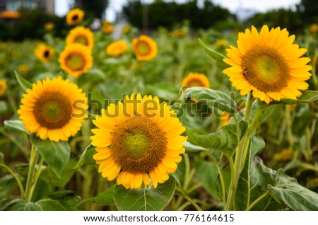 helianthus sunflower garden