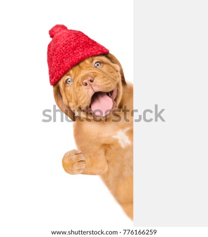 Happy puppy wearing a warm hat peeking from behind empty board. isolated on white background