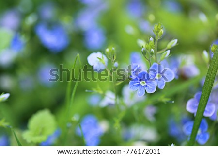 forget-me-not flower on a green blurred background . floral nature background.  spring floral background in cold colors	