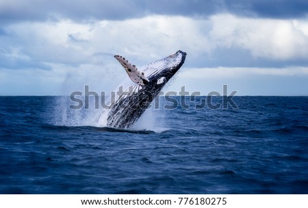 Humpback whale jumping out of the water in Australia. The whale is spraying water and ready to fall on its back. Royalty-Free Stock Photo #776180275