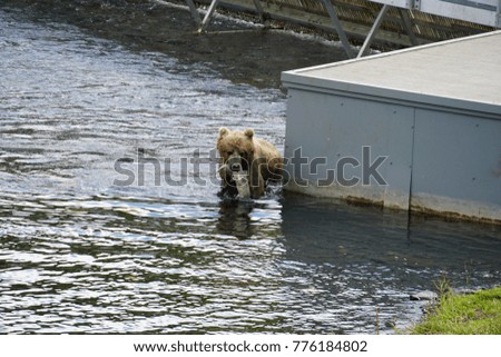Kodiak Island Alaska Brown Bear and Cubs at Frazier Lake Fishing for Salmon