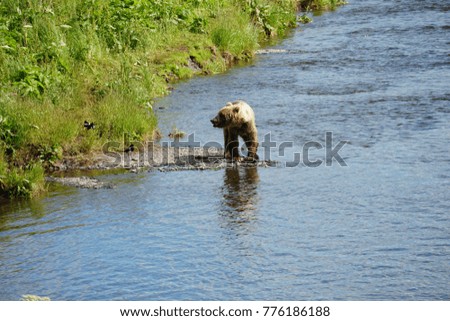 Kodiak Island Alaska Brown Bear and Cubs 