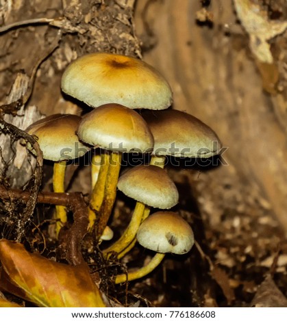 Outdoor seasonal fall nature color image of an autumnal forest ground with brown leaves, mushrooms and undergrowth taken on a sunny fall day