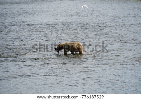 Kodiak Island Alaska Brown Bears and Cubs