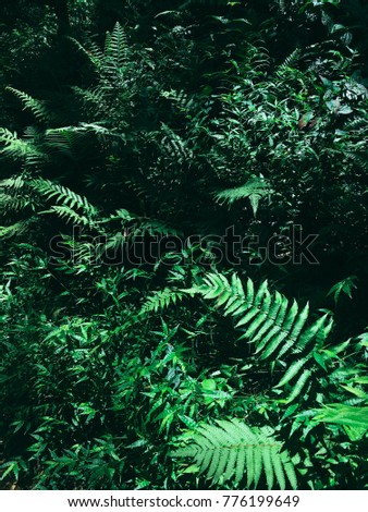 Fresh forest with fern in Hawaii. Forest ferns cover the rainforest on Hoopii Falls near Kapaa, Kauai, USA.