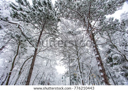 winter forest background ,snow covered forest 