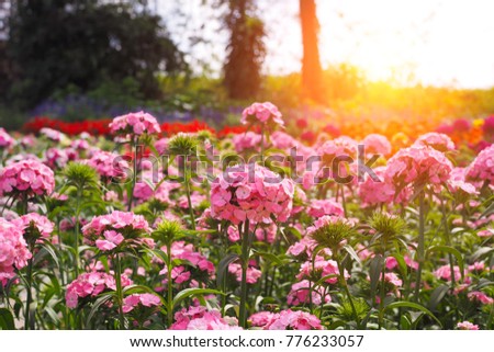 Beautiful pink flower with sunrise in garden for background
