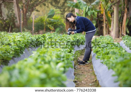 Woman tourist traveler photographer taking a photo in the strawberry garden.