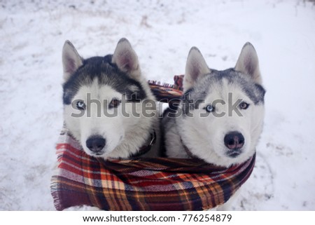 Two siberian husky dogs sitting outdoor. Winter time, snow weather. Cozy scarf.