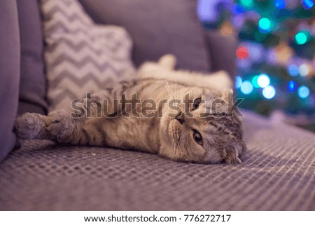 Scottish Fold cat is lying on the couch in the background of Christmas lights