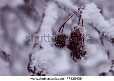 Black dry berries of wild ash covered by the  snow. Branch of rowan tree.