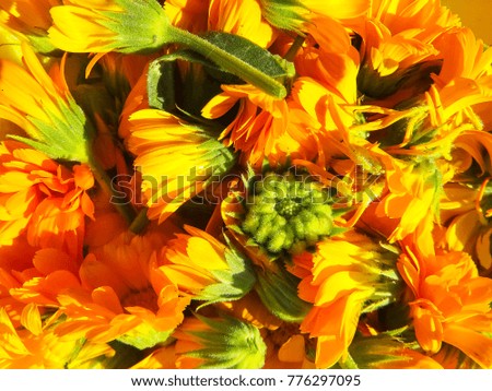 Beautiful photo with   flowers calendula.Selective focus.