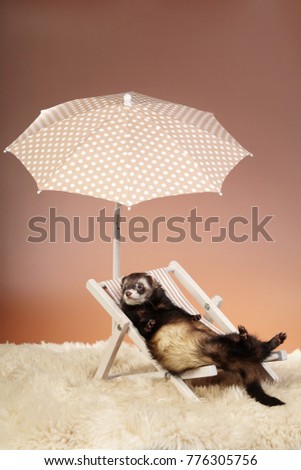 Ferret male portrait on beach chair in studio