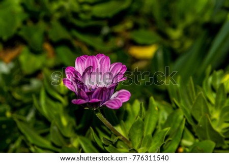 Purple bellis perennis (daysi)