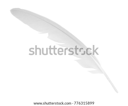 Beautiful white feather isolated on white background with clipping path 