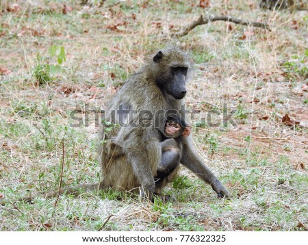 Baboon sitting in the grass.