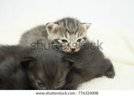 Cute Kittens cat