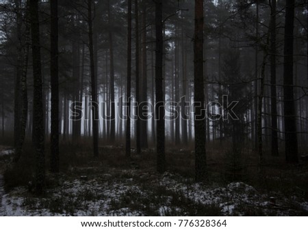 pine forest in the winter morning Royalty-Free Stock Photo #776328364