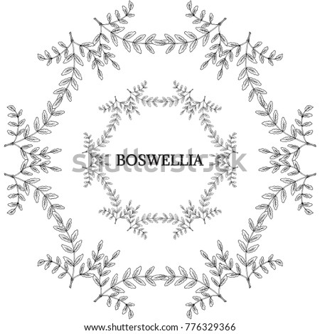 Indian Frankincense Salai or Boswellia serrata vintage illustration. Round frame, decorative border.Olibanum-tree (Boswellia sacra), aromatic tree. Ink hand drawn herbal illustration in sketch style