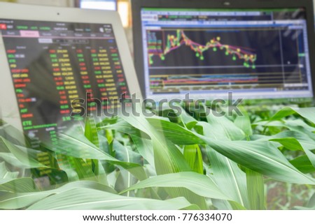 Corn crop field season and computer screen of technical price chat and stock trading. Agricultural and commodities future price market concept.