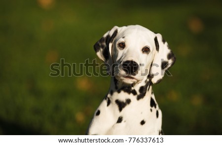cute puppy Dalmatian for a walk in the Park portrait