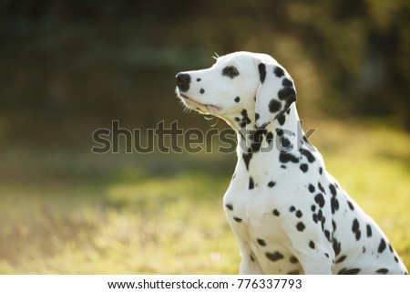 cute puppy Dalmatian for a walk in the Park portrait Royalty-Free Stock Photo #776337793