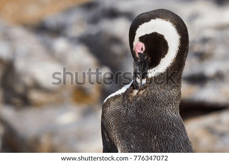 African penguin, South Africa
