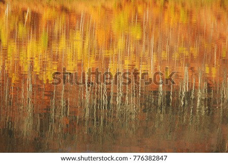 autumn trees reflection, fall