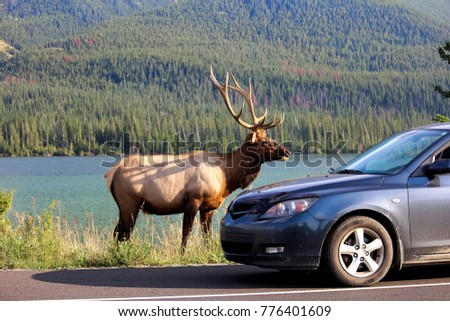 A elk bull along the highway as tourist vehicles stop dangerously close to it.