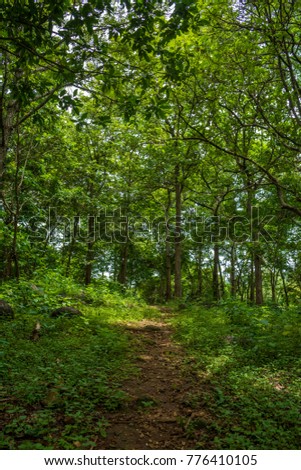 Forrest path at Asurankund dam, located in Trissur district Kerala, South India