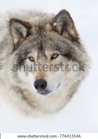 Timber Wolf or Grey Wolf Canis lupus isolated on white background portrait closeup in winter snow in Canada