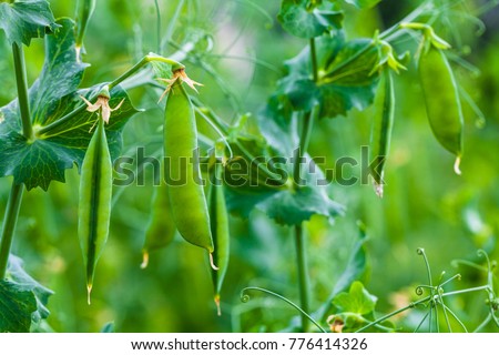 Selective focus on fresh bright green pea pods on a pea plants in a garden. Growing peas outdoors and blurred background. Royalty-Free Stock Photo #776414326