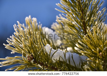 pine branch with snow-covered needles in the winter forest