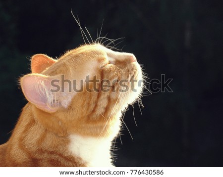 Cat smells spring flavors on dark background.