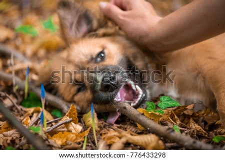 Happy dog laying on ground in forest and being pet by its owner during autumn. Colorful flowers and fallen leaves all around