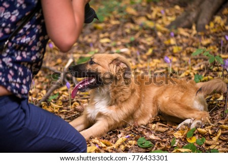 Happy dog laying on ground in forest and photographed by its owner during autumn. Colorful flowers and fallen leaves all around. 