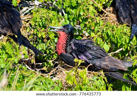 Male Magnificent Frigatebirds (Fregata magnificens) on nests. Isla Isabel, Mexico.