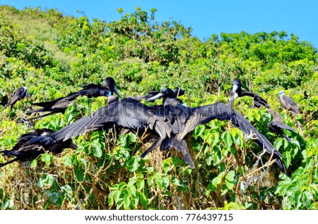 Magnificent Frigatebird (Fregata magnificens) colony on Isla Isabel, Mexico.