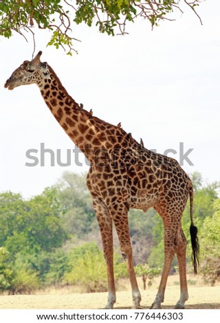 Portrait of a large Thornicroft Giraffe with oxpeckers perched on it's back against a natural bush and tree background in South Luangwa National Park, Zambia, Southern Africa