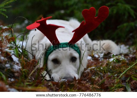 Christmas time with retriever dog