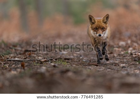 Red fox running,  forrest backround