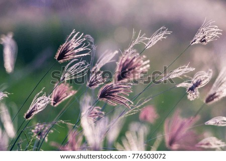 Abstract nature blur  with bokeh background. Flower and leaf in motion blur.
