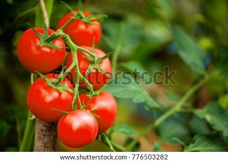 Ripe tomato plant growing in greenhouse. Tasty red heirloom tomatoes. Blurry background and copy space Royalty-Free Stock Photo #776503282