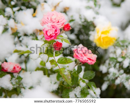
beautiful roses in the snow, snowflakes on the petals of roses