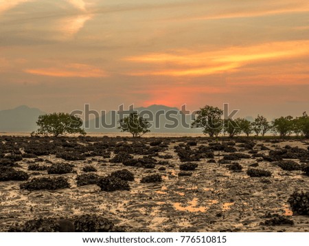 twilight at the mangrove
