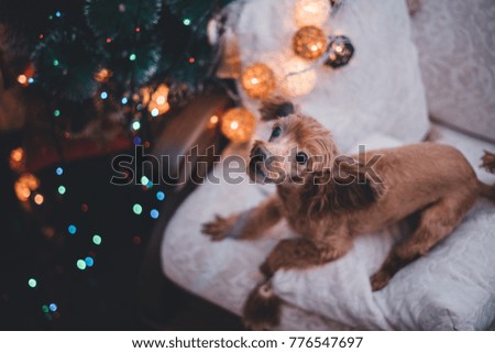 The dog barks at the chair next to the Christmas tree