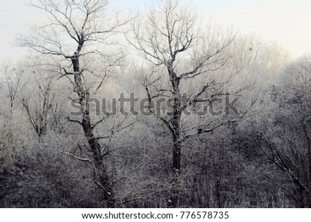 Snow covered frozen trees in winter. Bare trees in a park.