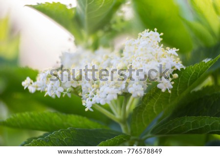 Inflorescence of blossoming Sambucus ( elder ) on a blurred green background of leaves. Selective focus. Spring in the forest. Spring landscape